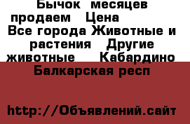 Бычок 6месяцев продаем › Цена ­ 20 000 - Все города Животные и растения » Другие животные   . Кабардино-Балкарская респ.